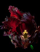 Black Tulip Stack 6717-18-19_1